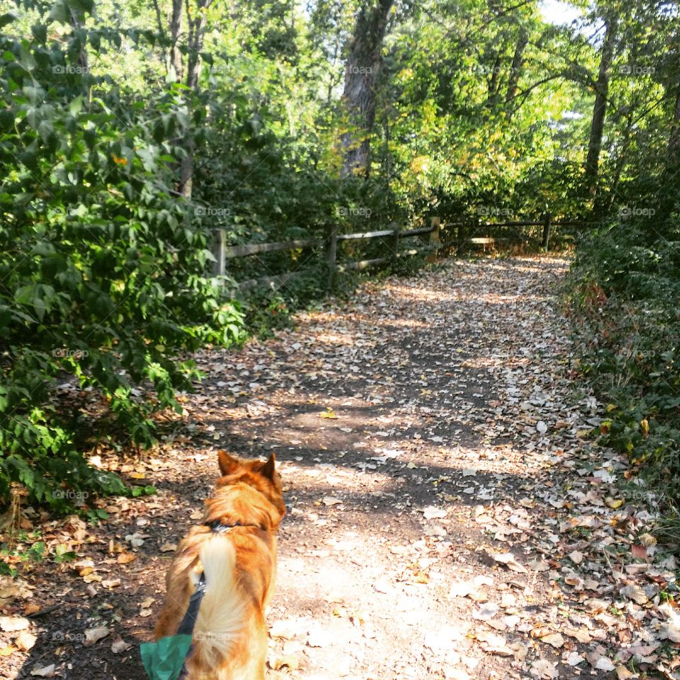 Hitting the trail with my dog 