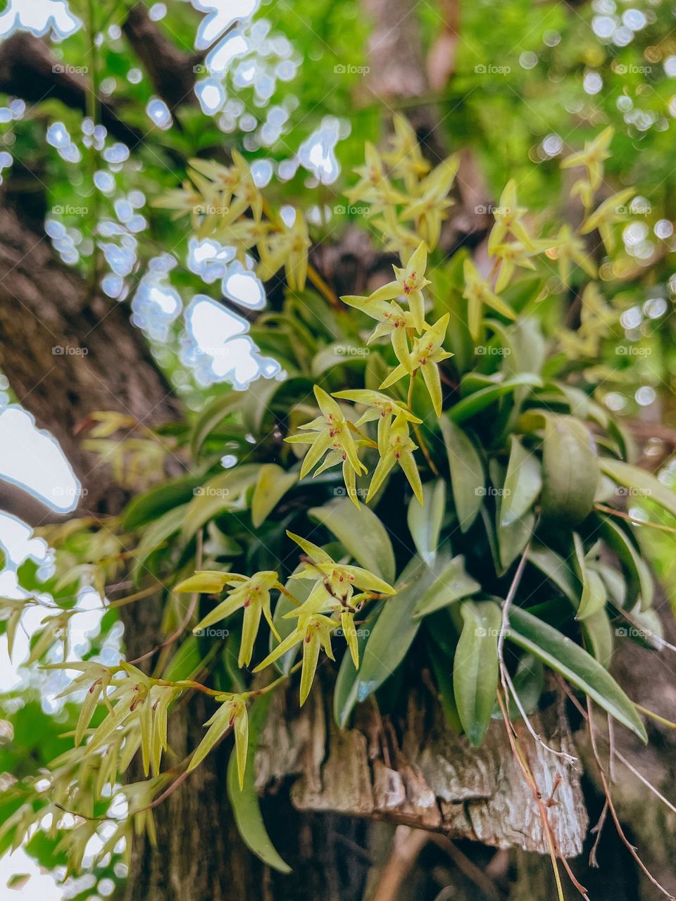 Mini-orchid close up