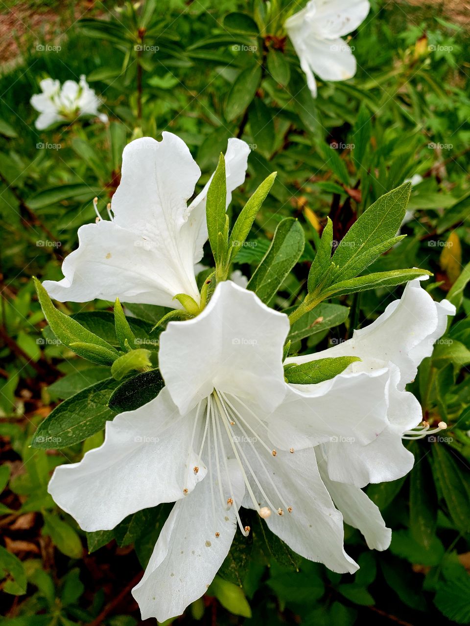 pretty white flower