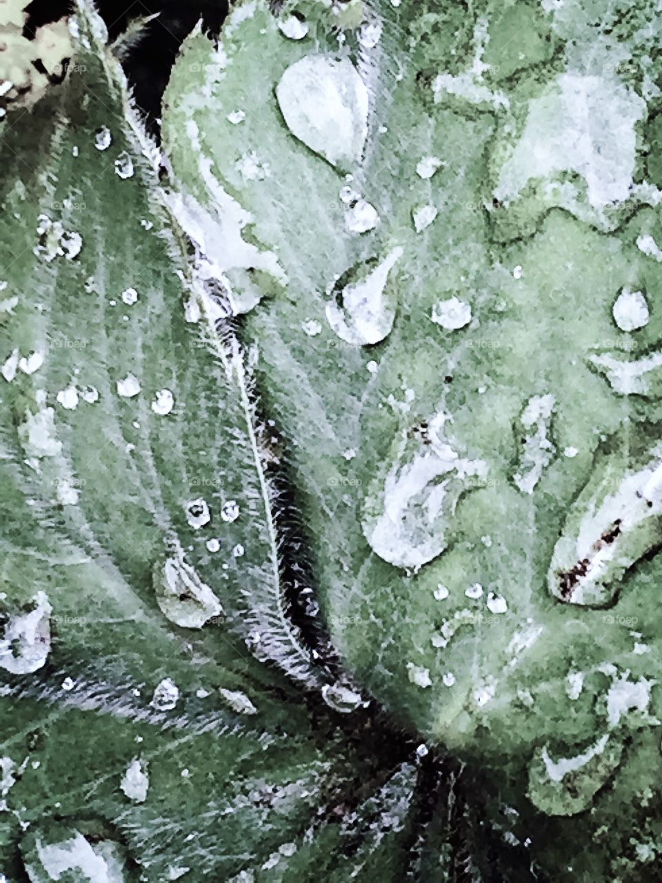 Soft green wet leaf