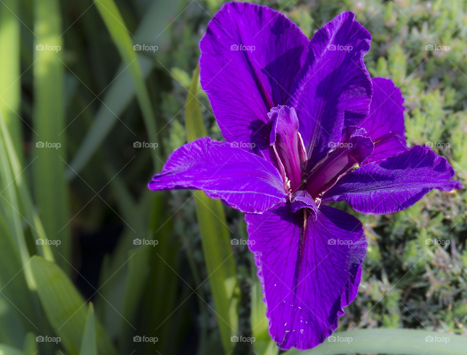 Purple flower