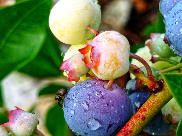 a black spider on a blueberry berry.