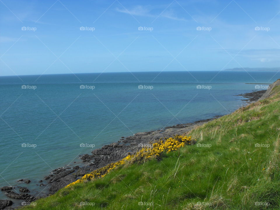 A slate beach as seen from a cliff with some yellow flowers