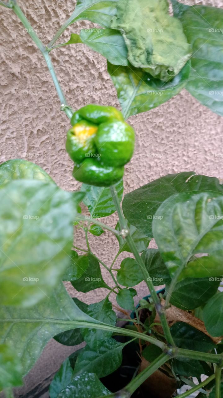 brotou a pimenta caroline