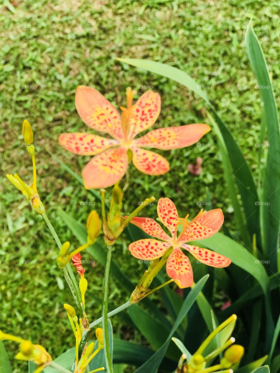 Lily turf flowers, plant