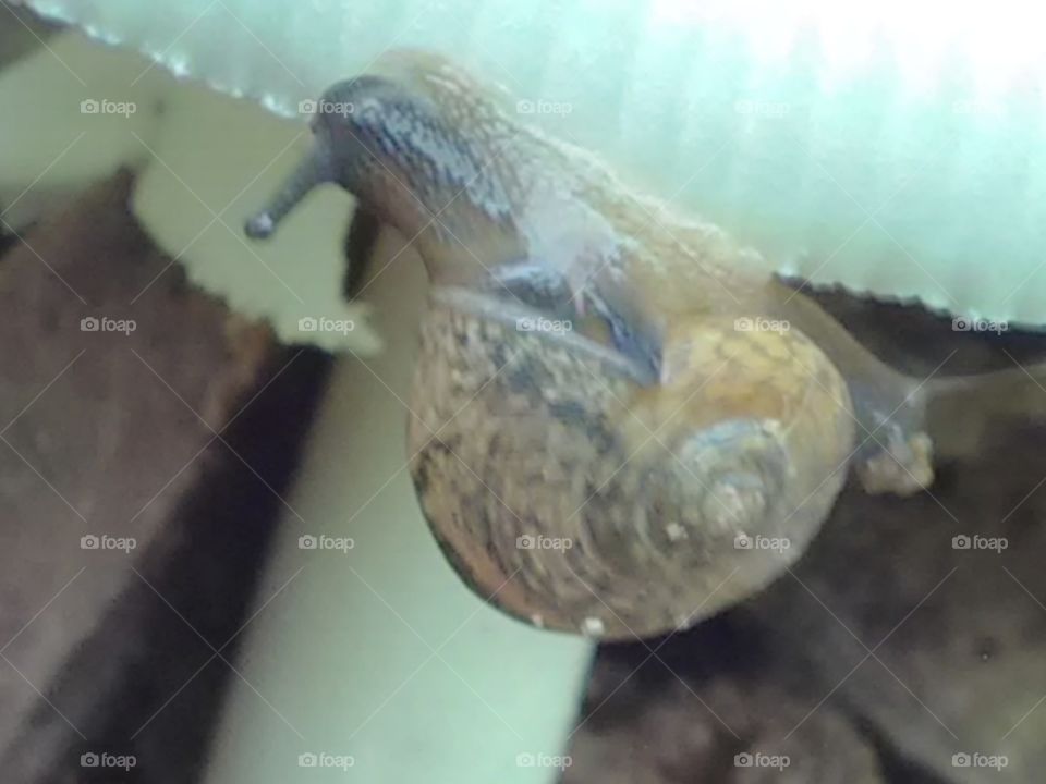 This is a very beautiful and very small snail sitting on the white mushrooms.