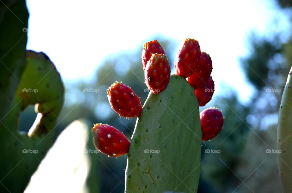 Cactus