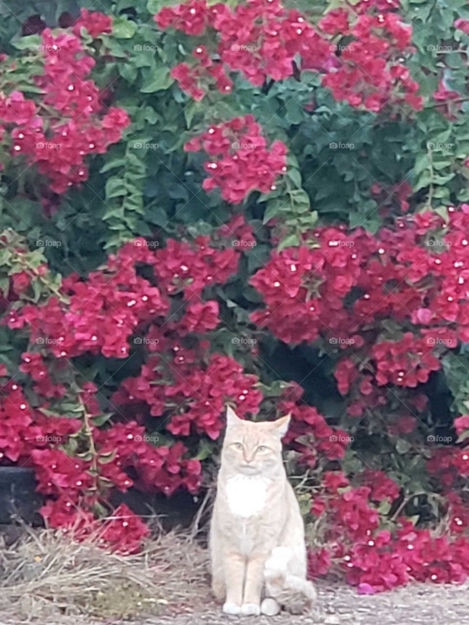 look at me in front of these beautiful bushes in full bloom