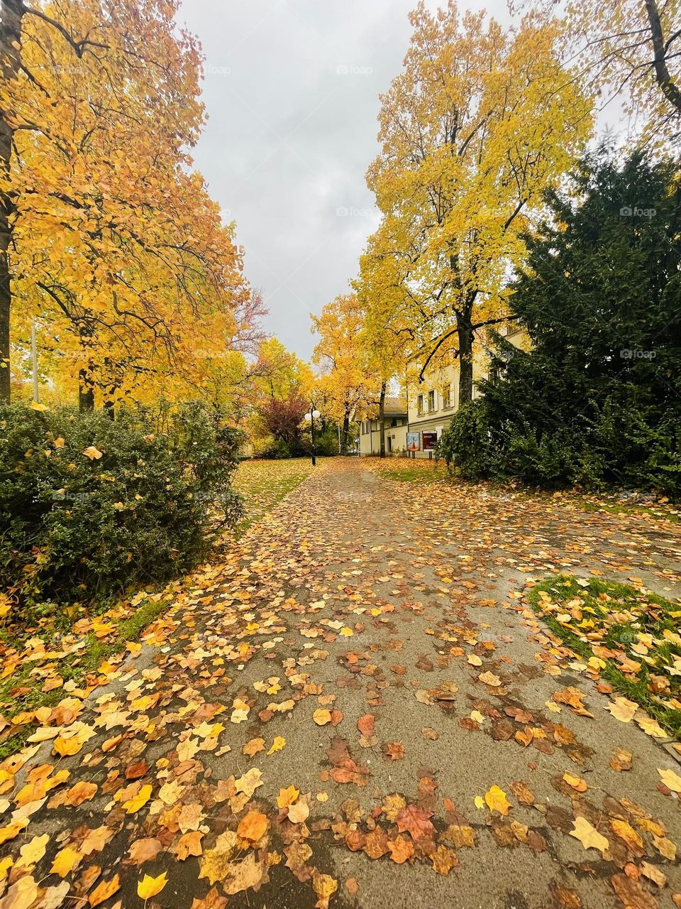 Yellow leaves on the trees and on the ground at a city park, fall season, autumn season 