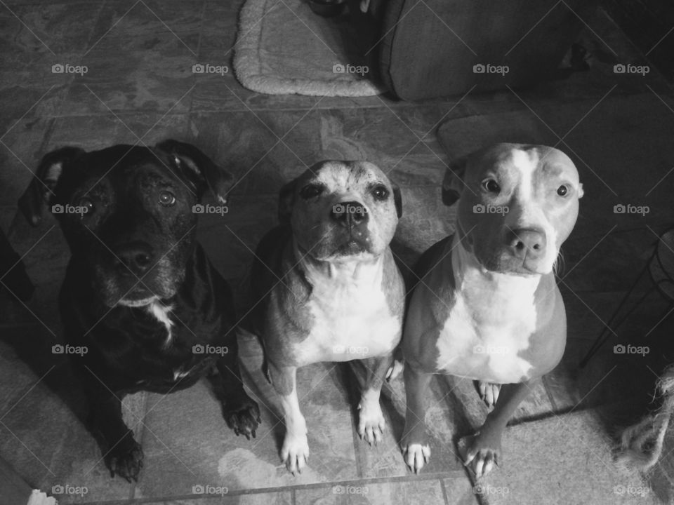 Three's a charm. Three very well behaved pit bulls striking a pose for the camera. 