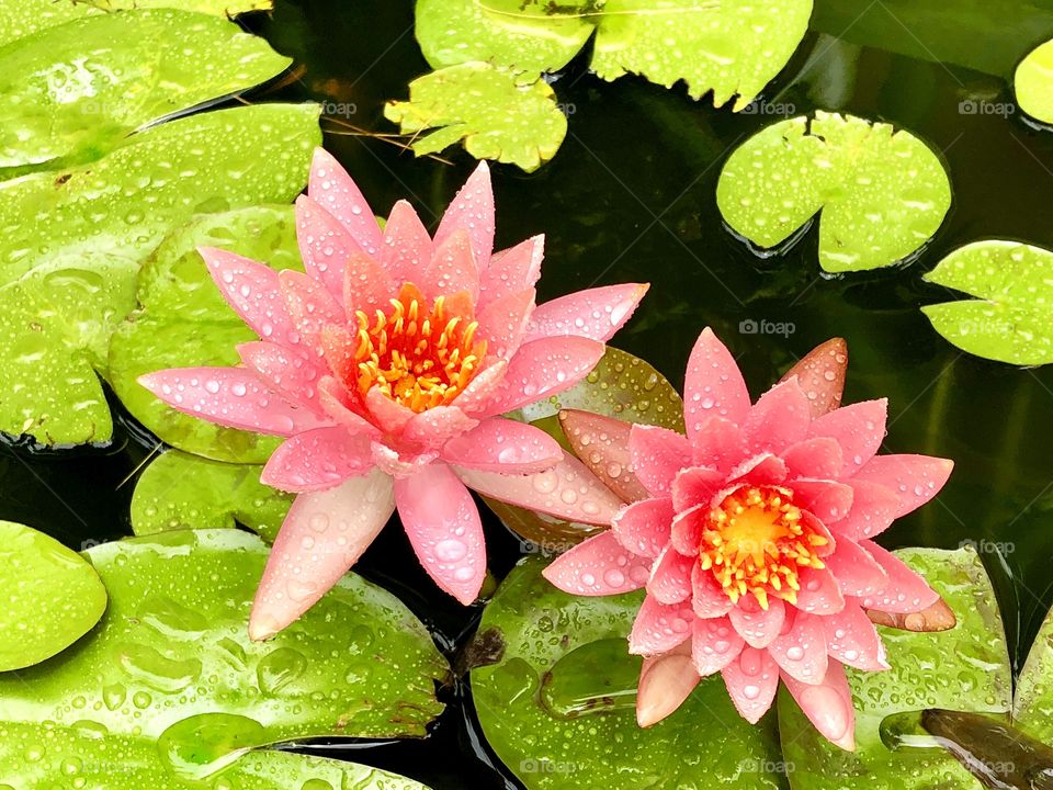 Beautiful flowers in the pond. 