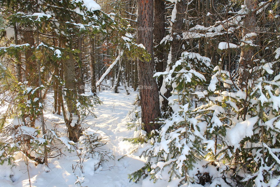 magic winter forest. it is a lot of snow, a walking path deep into...