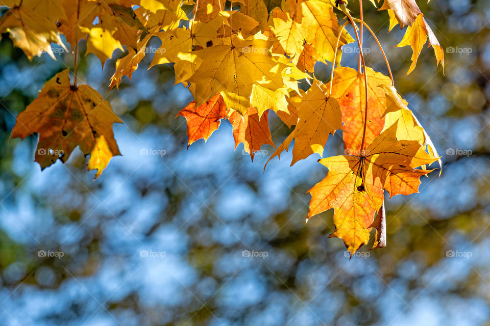Autumnal maple leaves in blurred baskground, foliage, sunlight