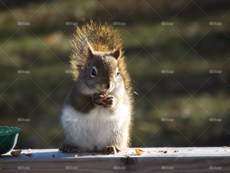 chipmunk nuts squirrel eating deck by peacephotos
