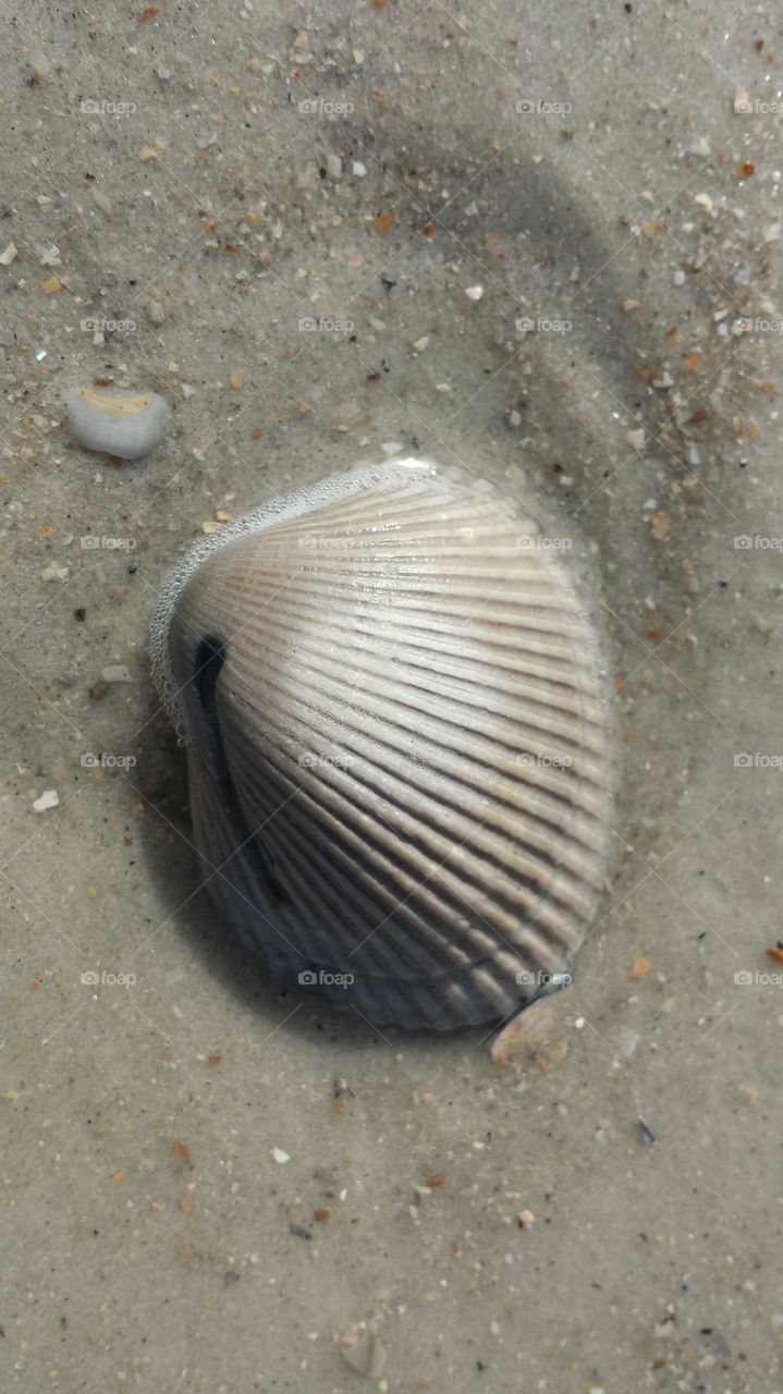 shell