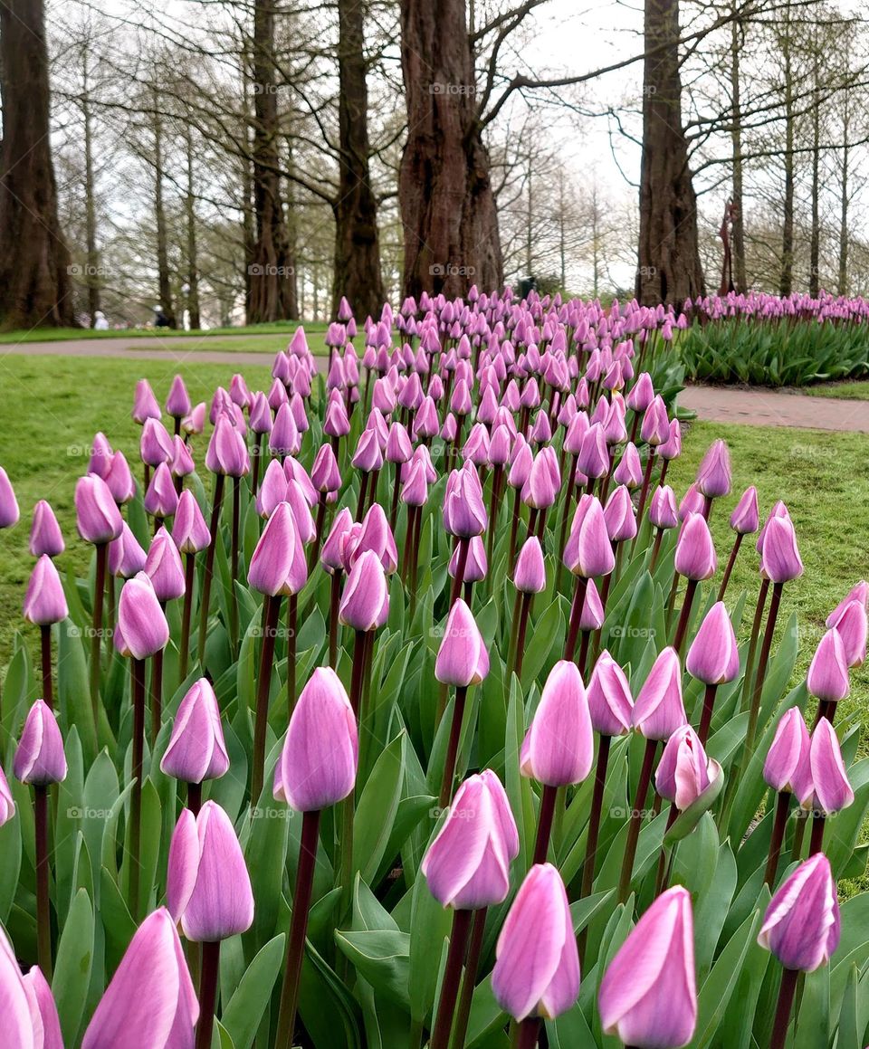 purple tulips