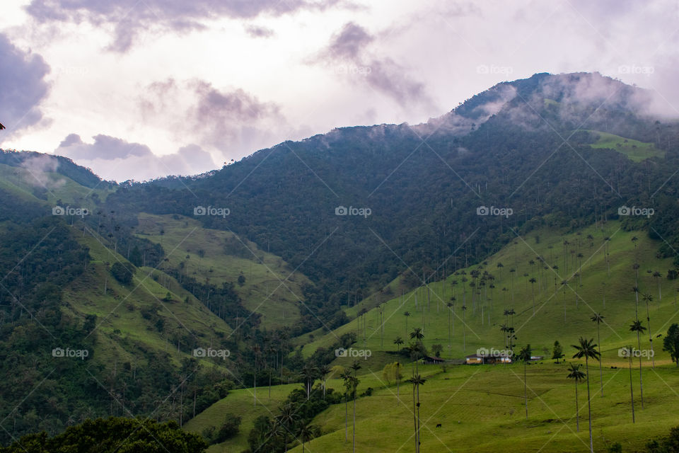 Cocora Valley