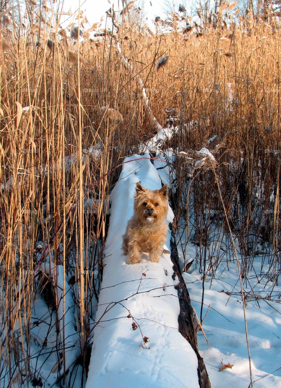 Sophie on a winter walk. Sophie, our cairn terrier in the winter snow