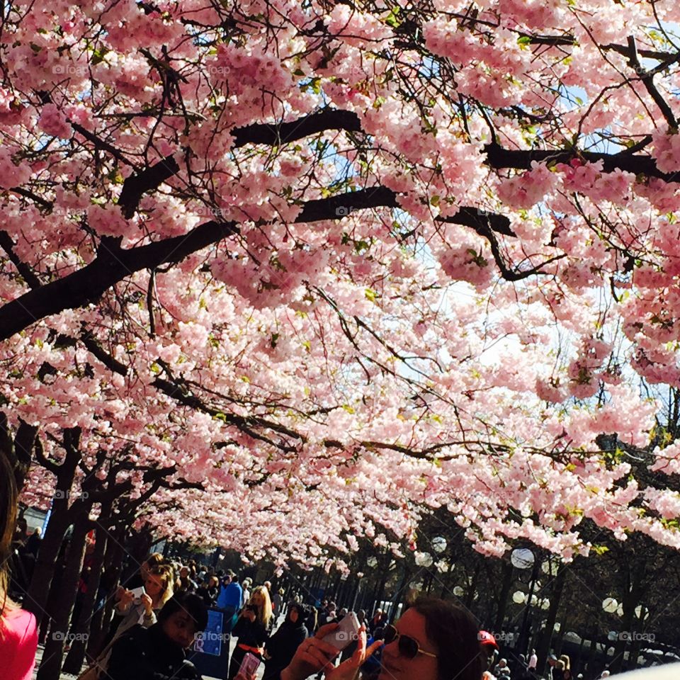 People enjoying cherry blossom