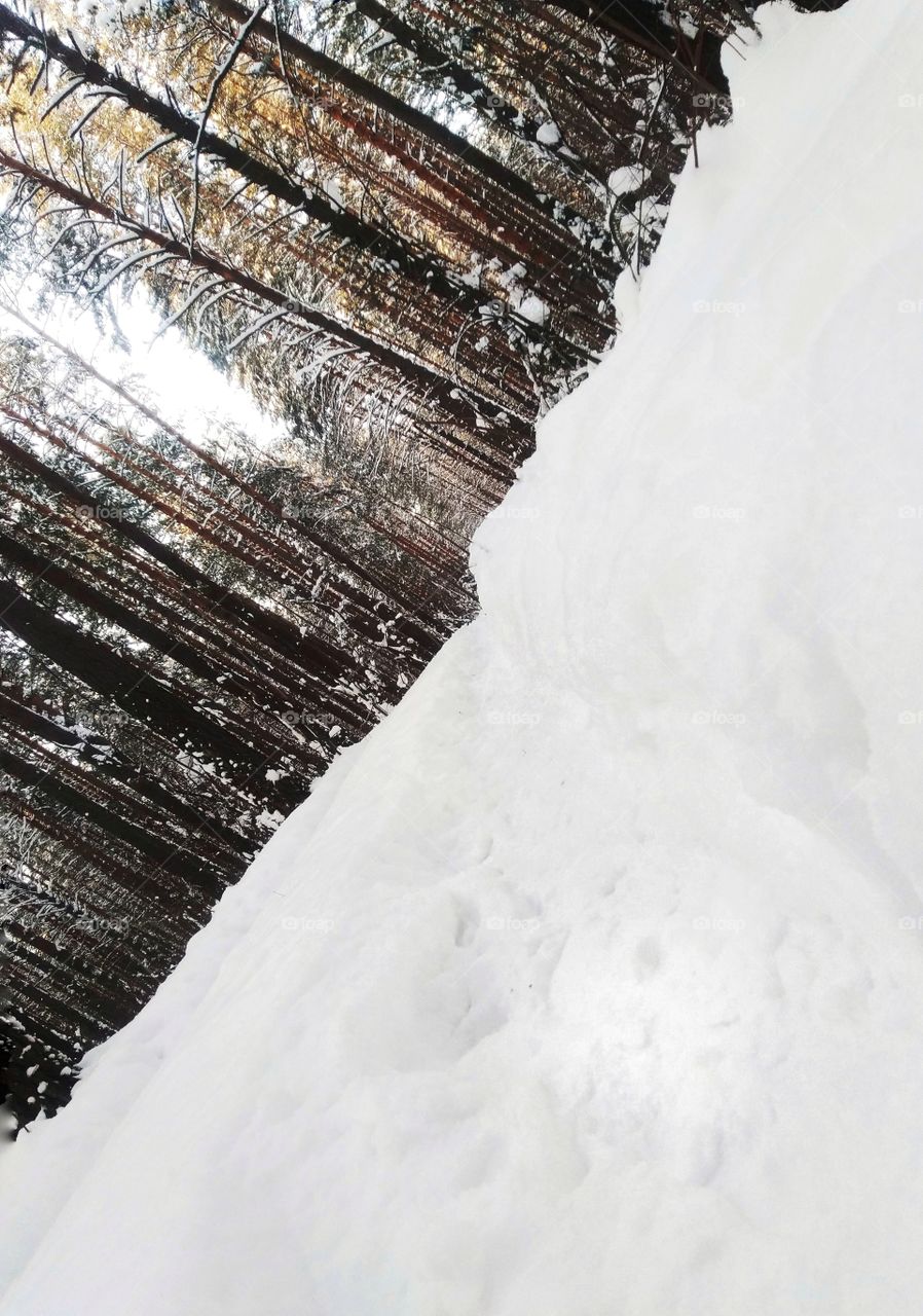 diagonal. nature. trees. snow. forest.