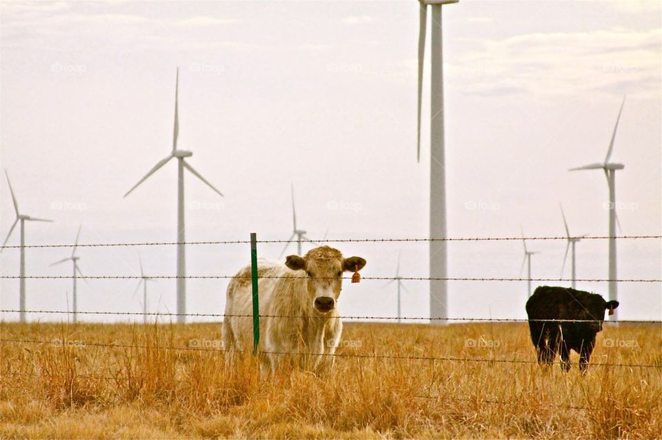 cows on a wind farm
