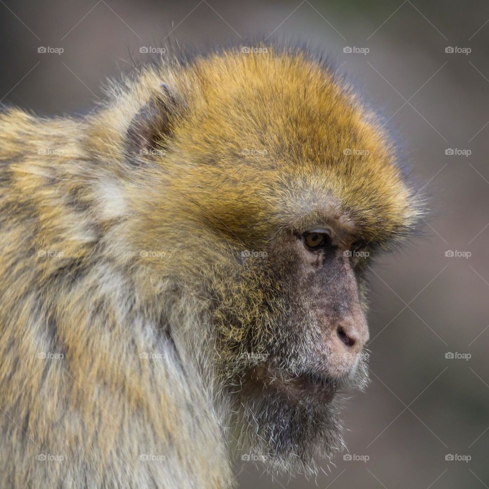 Close-up monkey portrait in a forest