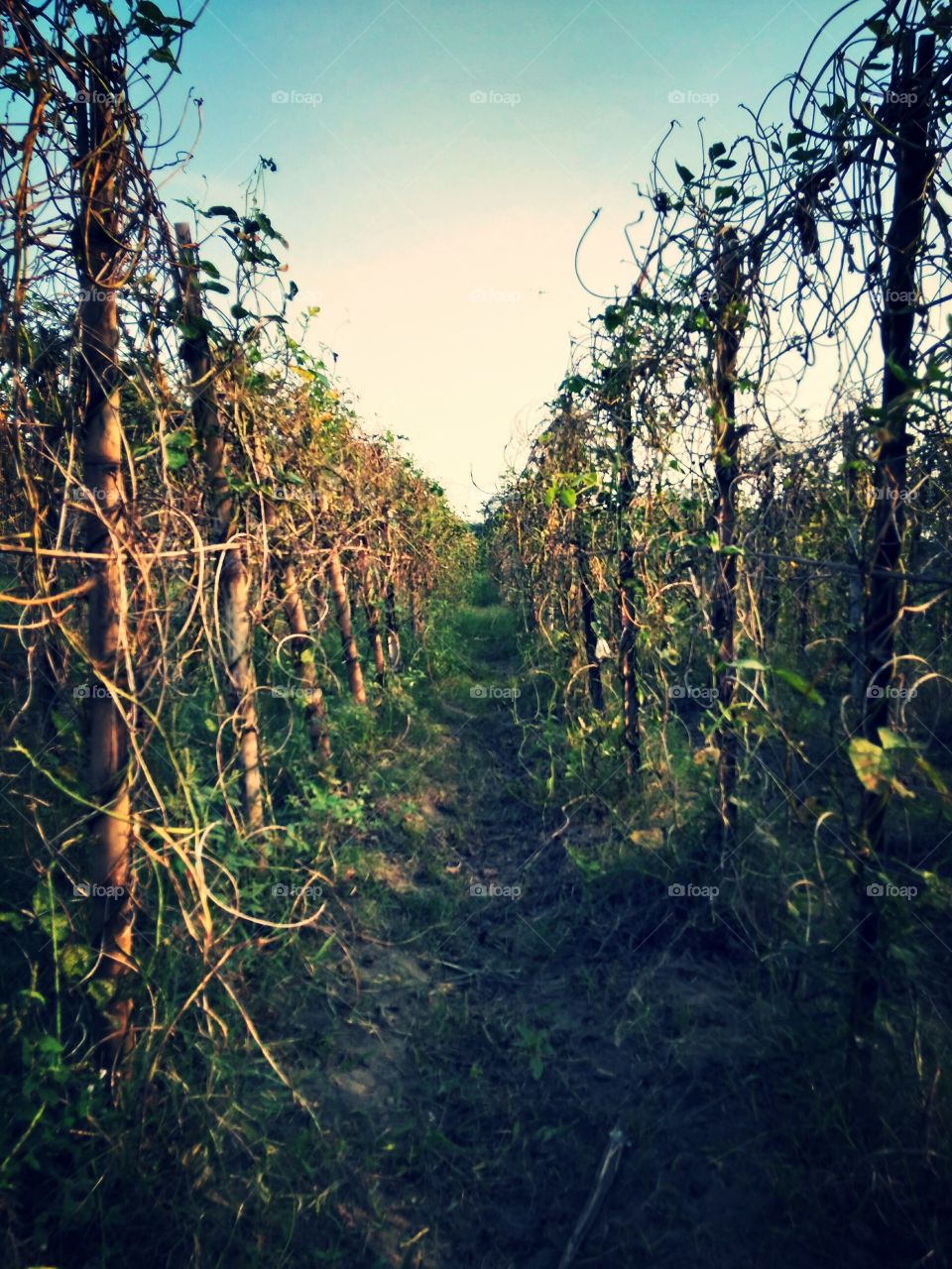 Vacay? Ready, Steady, go!