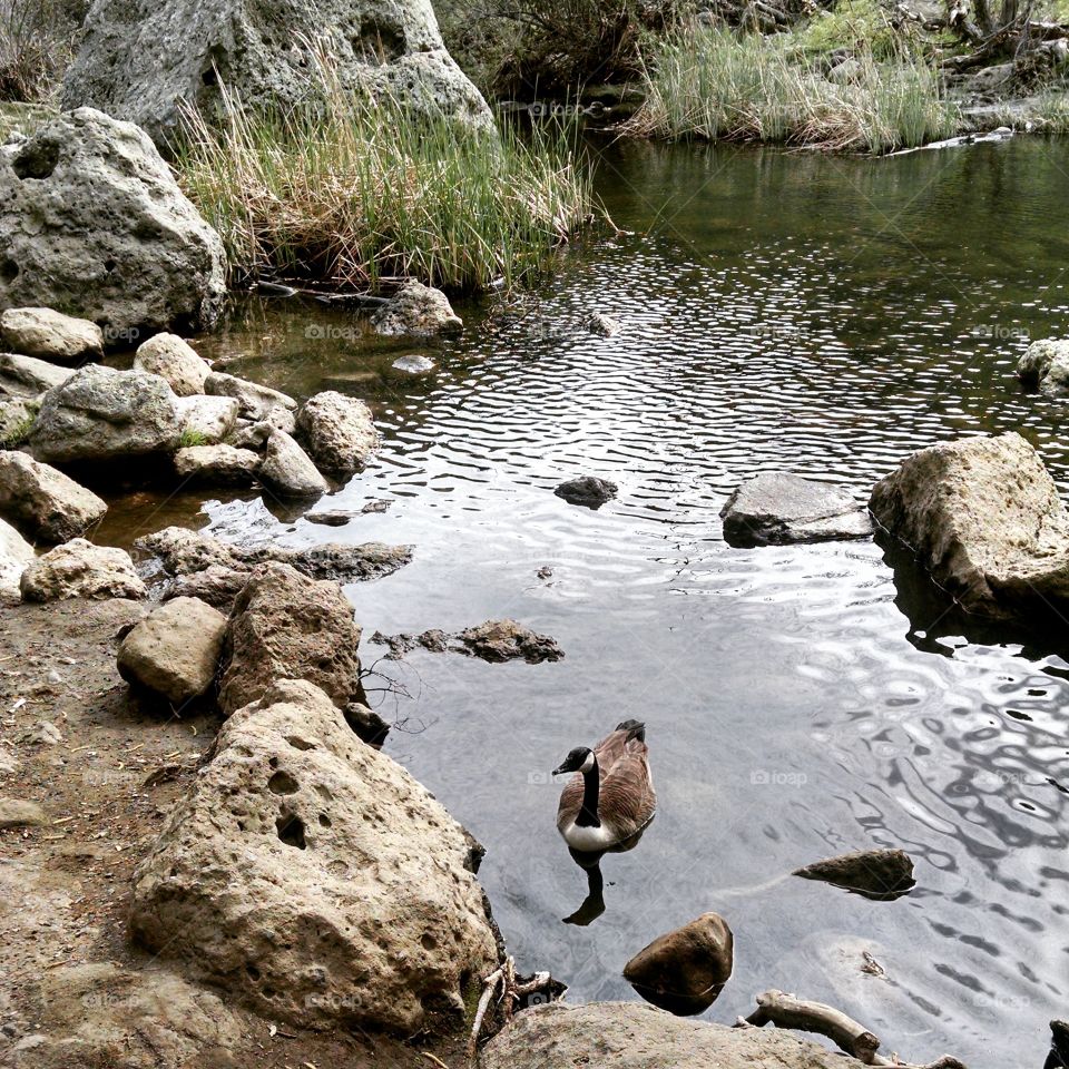 Rock Pond Goose