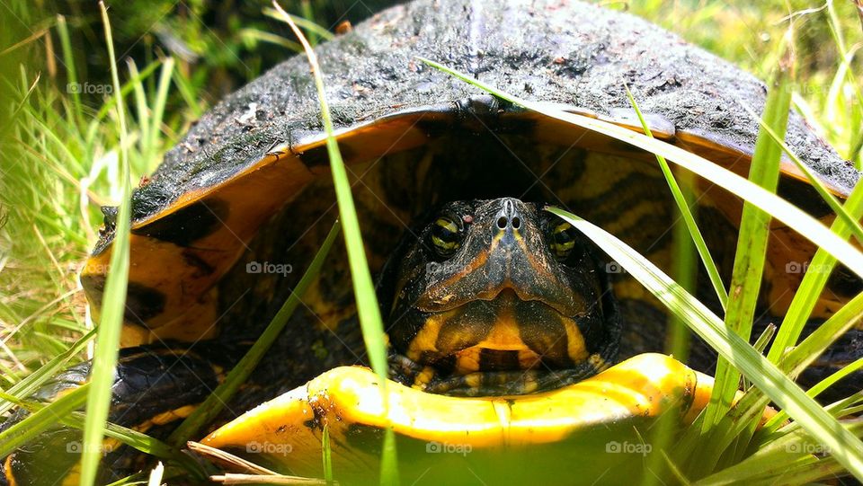 Turtle on grass