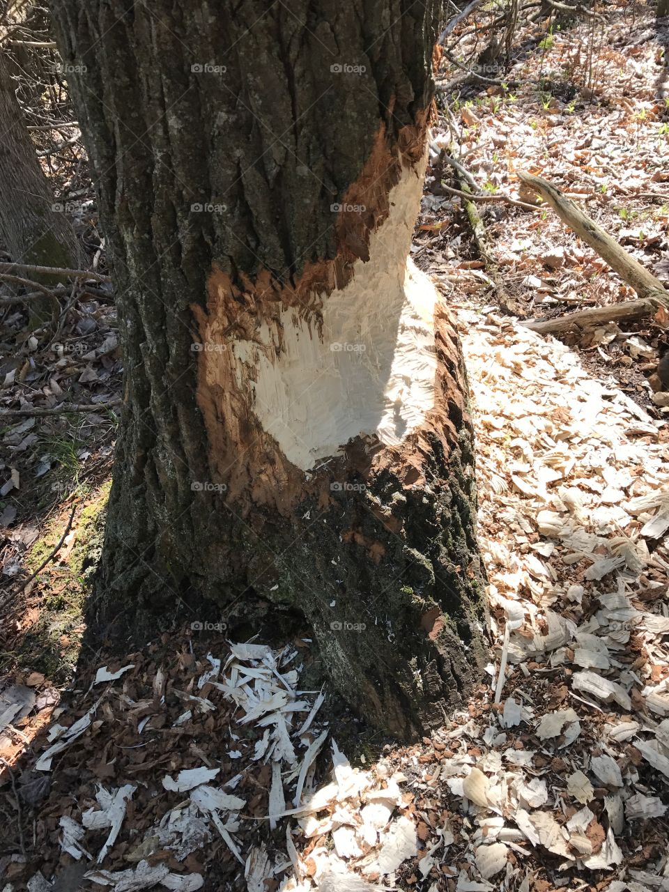 Beaver Chewed Tree