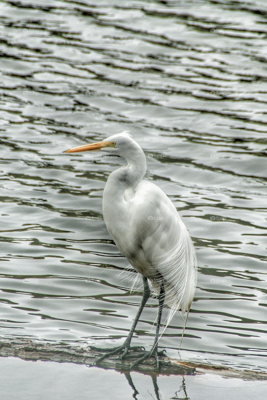 Resting egret