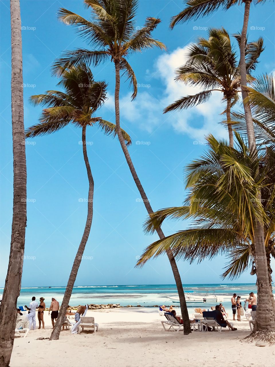 Punta Cana palm trees