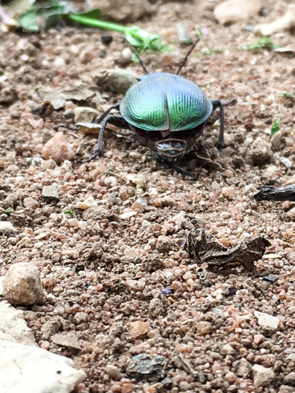 Green metallic scarab beetle closeup