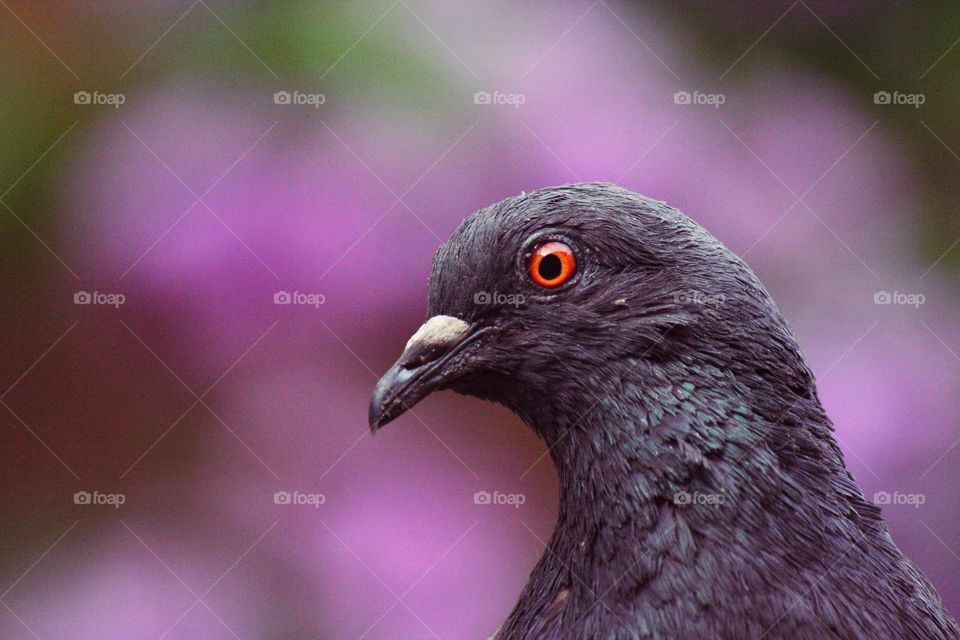 Pigeon in pink.