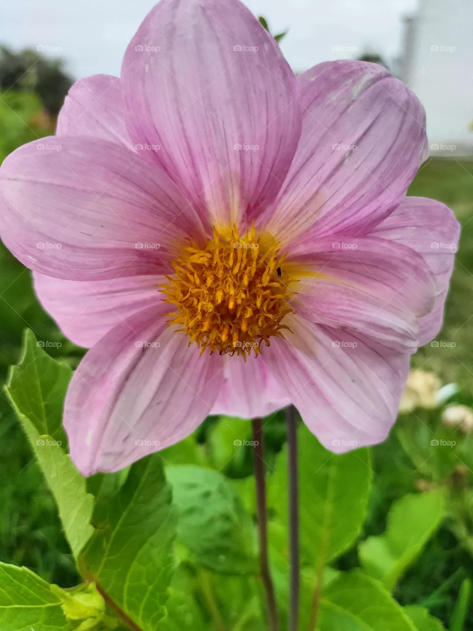 soft petals