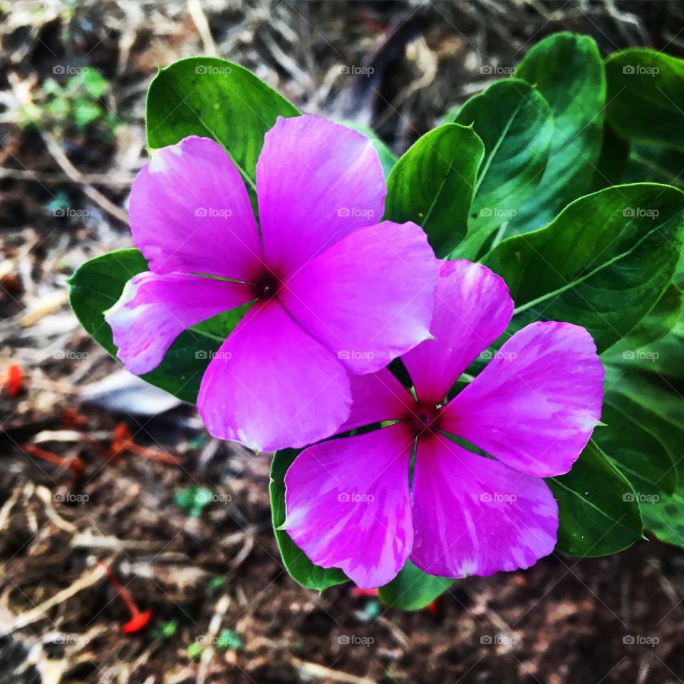 PURPLE - 🌼#Flores do nosso #jardim, para alegrar e embelezar nosso dia!
#Jardinagem é nosso #hobby.
🌹
#flor #flowers #fower #pétalas #garden #natureza #nature #flora