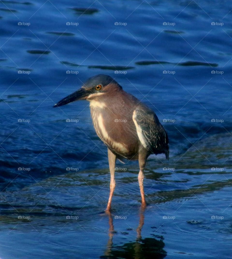 Green Heron at the Waterfall
