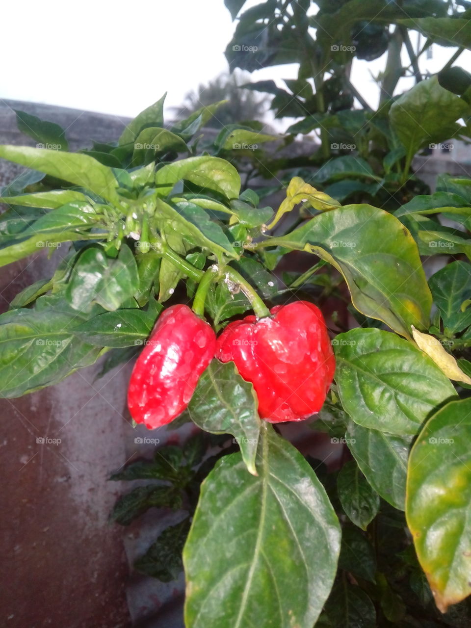 lMy home garden .   Red chilli soooo hot.