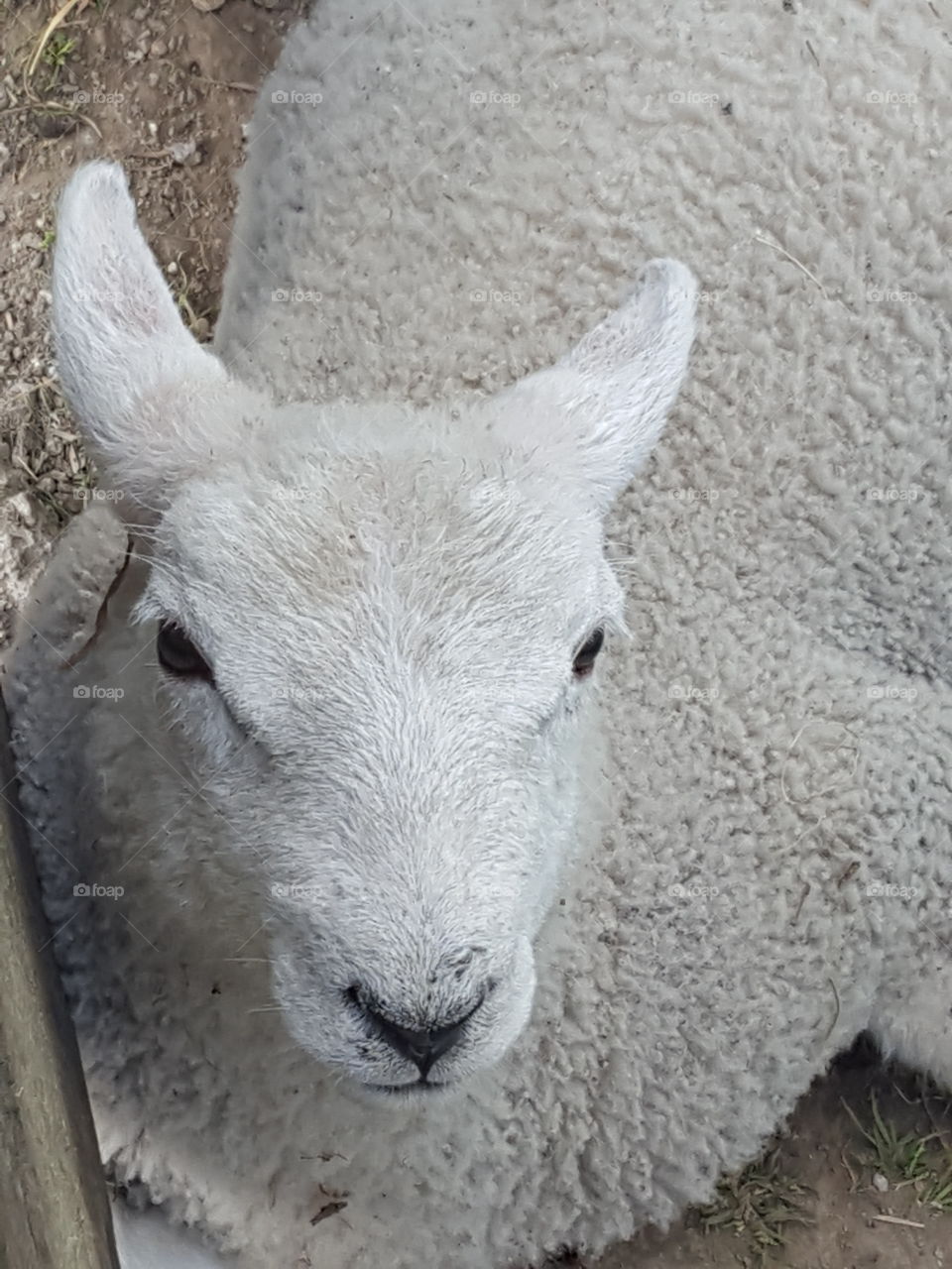 a lamb