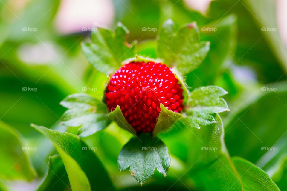 Plants around - wild strawberry