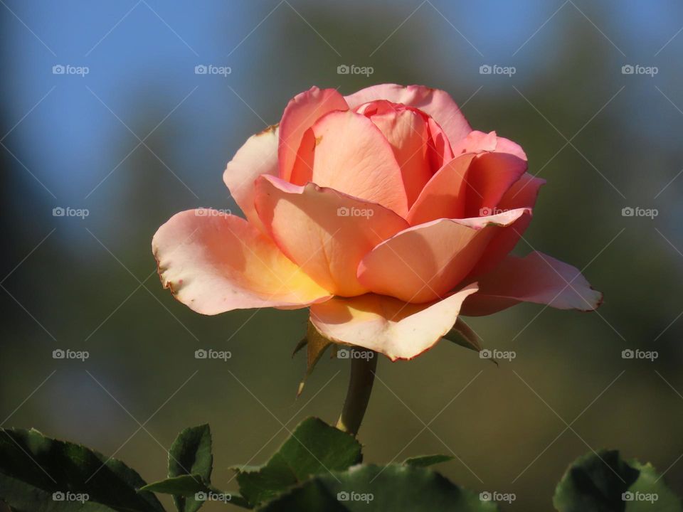 Rose flower