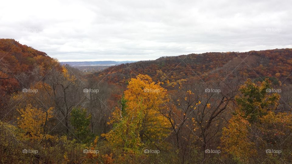 Fall in Wisconsin. pretty  leaves