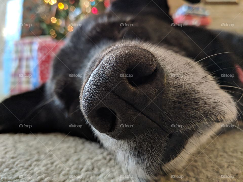 A peaceful elderly black lab sleeps peacefully in front of fairy lights.