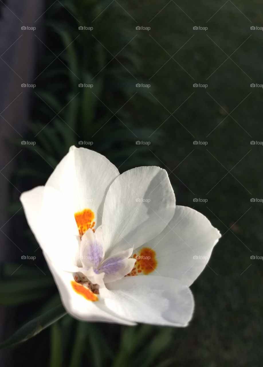 white, Orange and violet