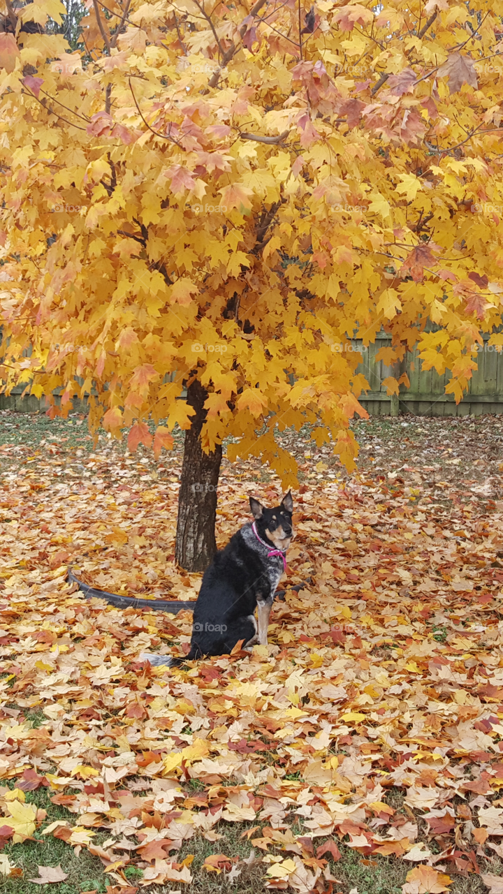 she loves fall