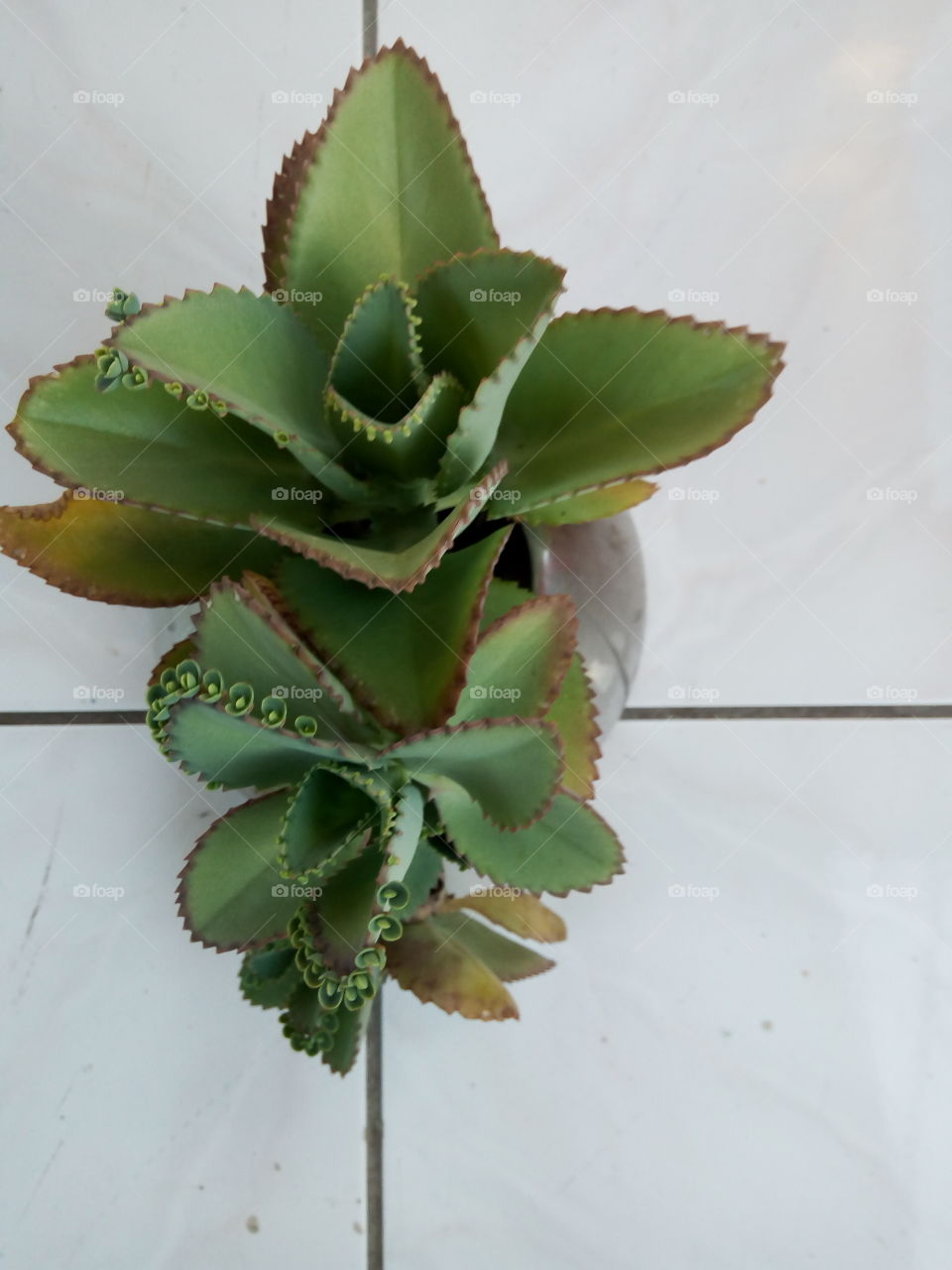 Cactus, No Person, Leaf, Nature, Flora