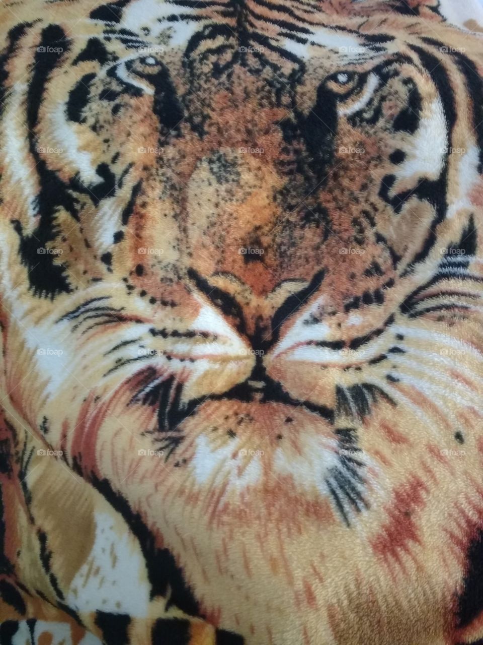 tiger