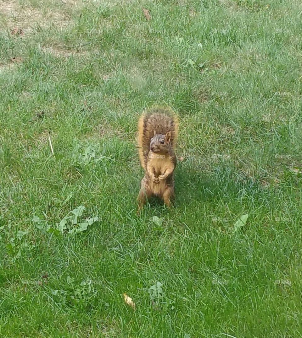 Sometimes I feel like a nut. This squirrel just kept getting closer and closer to me while I was on my front steps.