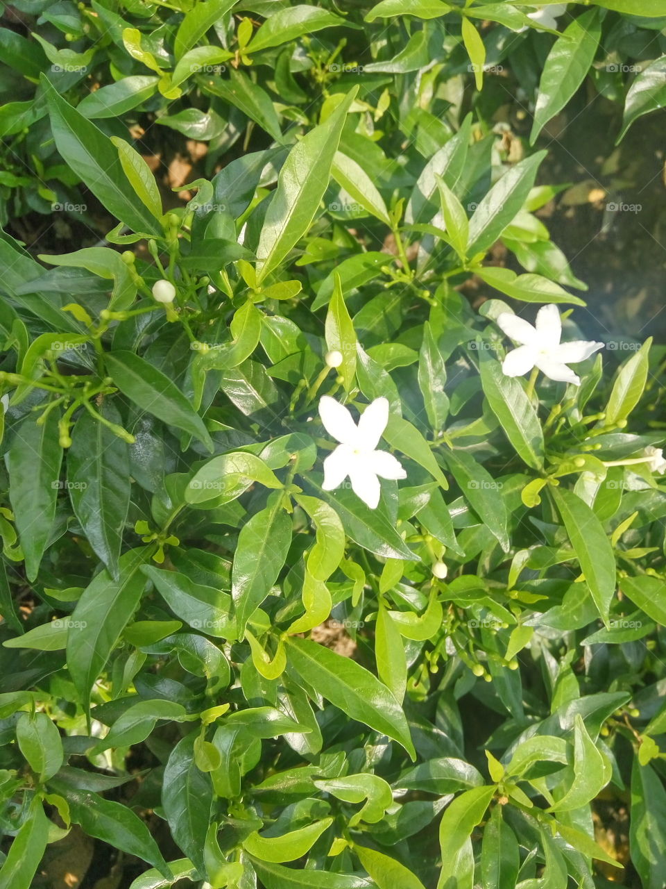 white flowers and green leaves had received sunlight