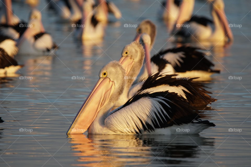 Pelicans at dawn